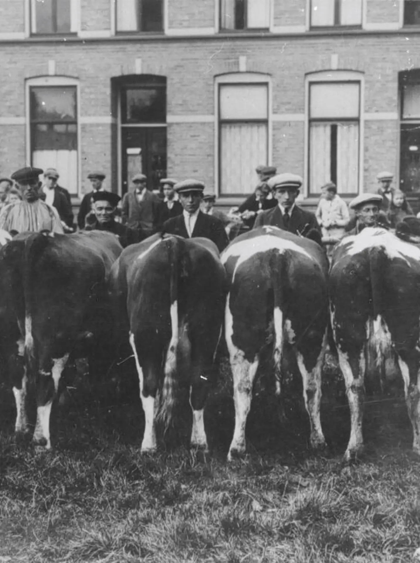 Rij met koeien en veehouders erachter